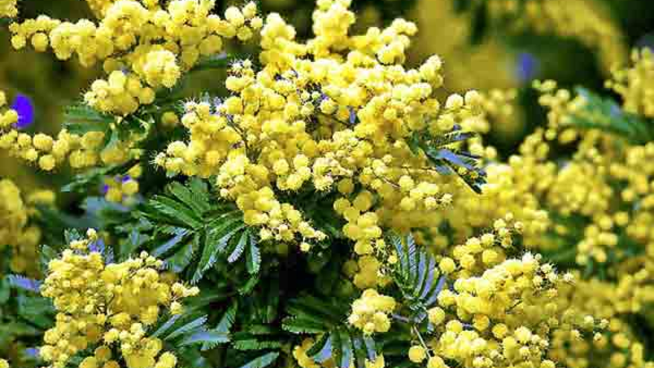 Perpignan, un territoire agricole