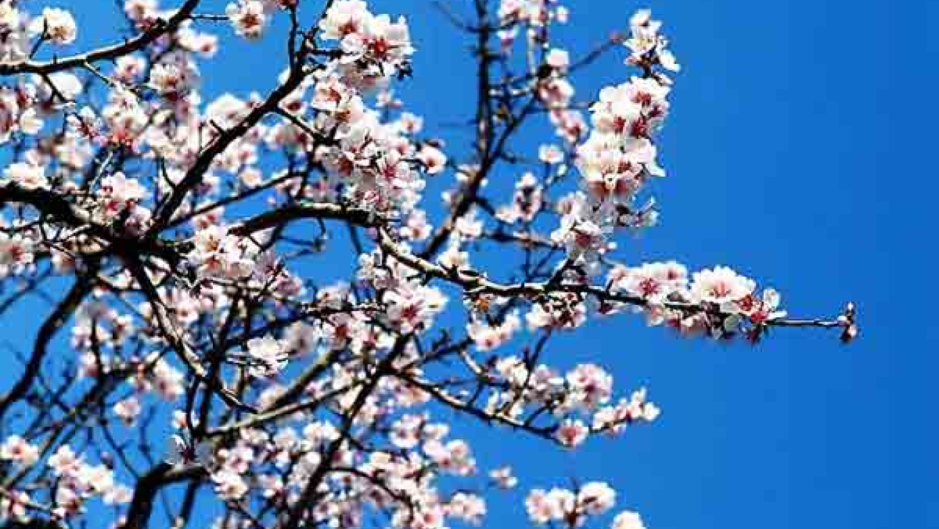 Perpignan, un territoire agricole