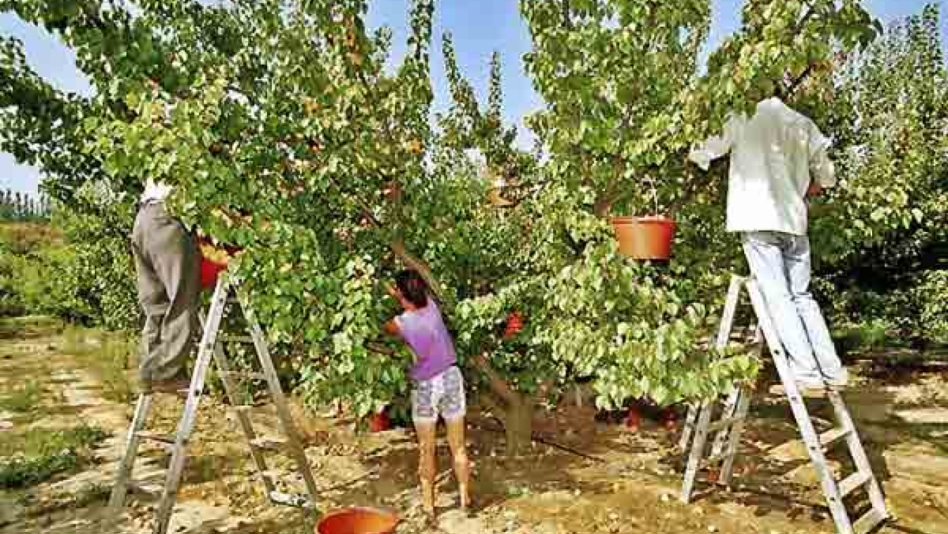 Perpignan, un territoire agricole