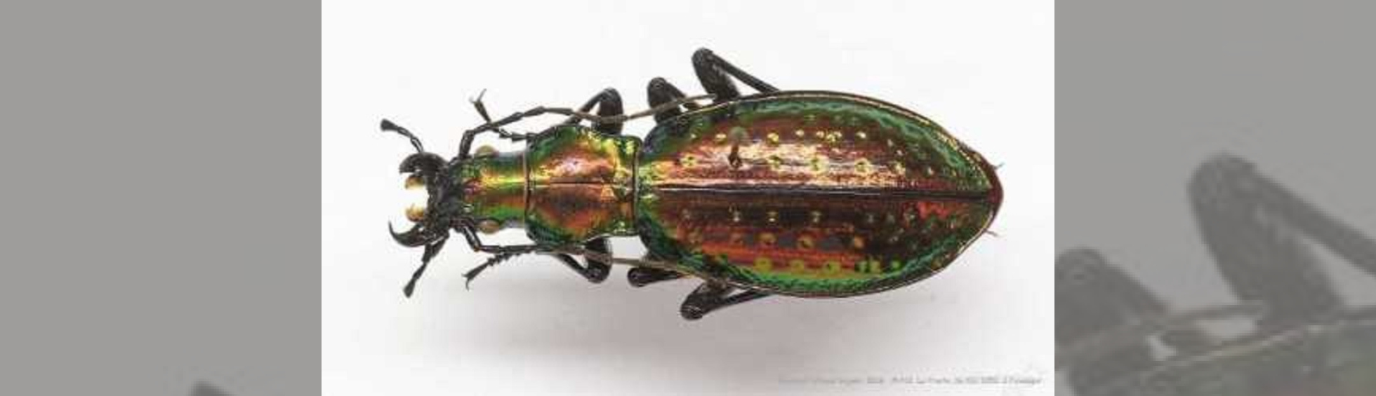 photo couleur insecte - le carabe rutilant