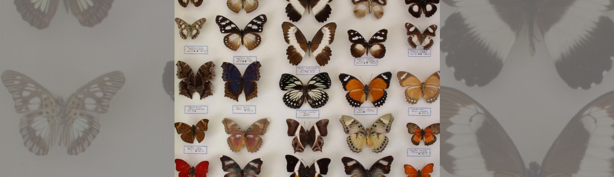 Boite d'exposition de papillons d'Afrique du museum d'histoire naturelle: papillons multicolores épinglés