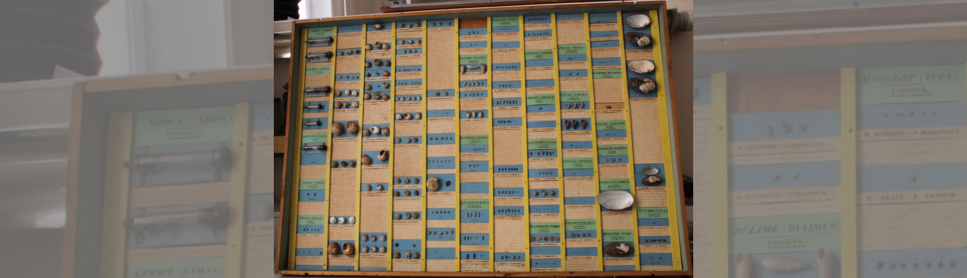 photo couleur du cadre de mollusques d'Aleron