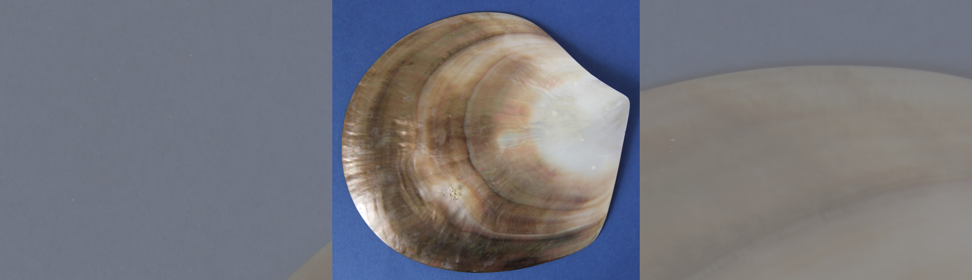 Photo couleur d'une huître perlière, nacre polie - Ostra perlera, nacre perler polit