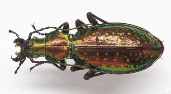 photo couleur insecte - le carabe rutilant