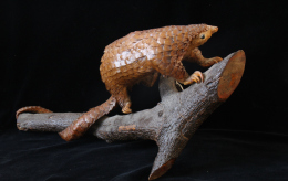 photo du pangolin