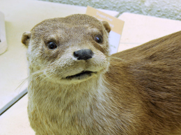 Loutre naturalisée de Céret 2004 - Coll.Muséum d'histoire naturelle de Perpignan 
