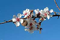 Amandier en fleur amandier en fleur